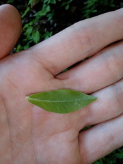 Vaccinium myrtilloides image