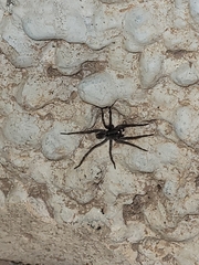 Lycosinae