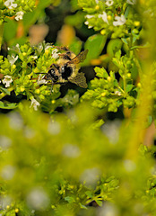 Bombus mixtus