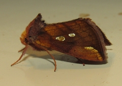 Plusia nichollae