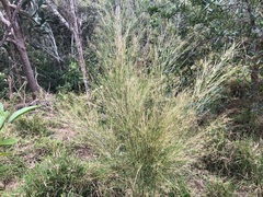 Austrostipa ramosissima