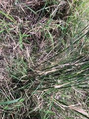 Austrostipa ramosissima