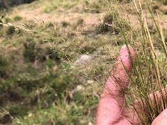 Austrostipa ramosissima
