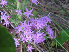 Liatris pauciflora