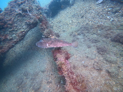 Sphoeroides lobatus