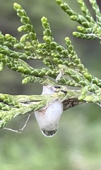 Clastoptera juniperina