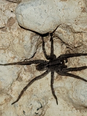 Lycosinae