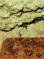 Lycosinae