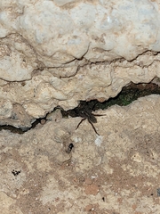 Lycosinae