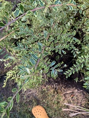 Lonicera yunnanensis