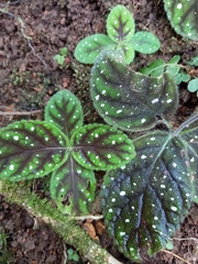 Gloxinia erinoides