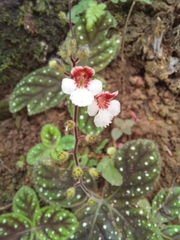 Gloxinia erinoides
