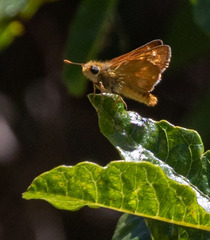 Ochlodes agricola