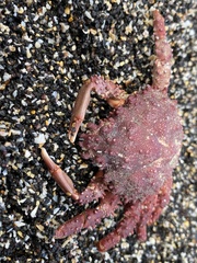Schizophrys
