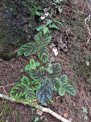 Gloxinia erinoides