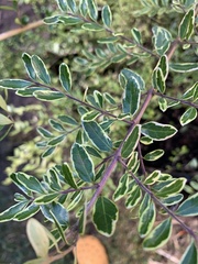 Lonicera yunnanensis
