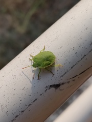 Nezara viridula