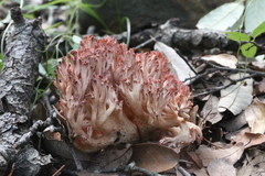 Ramaria botrytis