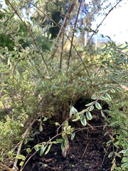 Lonicera yunnanensis