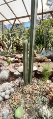 Lophocereus