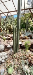 Lophocereus