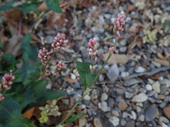 Persicaria maculosa