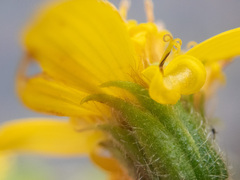 Arnica lanceolata prima