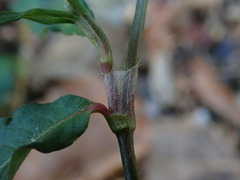 Persicaria maculosa