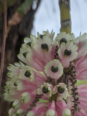 Dendrobium smillieae
