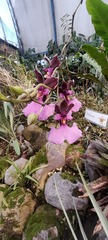 Caucaea