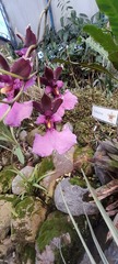 Caucaea