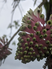 Dendrobium smillieae