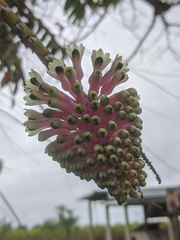 Dendrobium smillieae