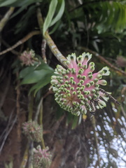 Dendrobium smillieae