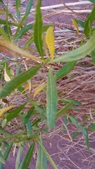 Tessaria dodonaeifolia