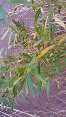 Tessaria dodonaeifolia