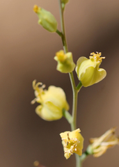 Streptanthus bernardinus