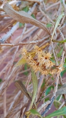 Tessaria dodonaeifolia