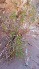 Tessaria dodonaeifolia