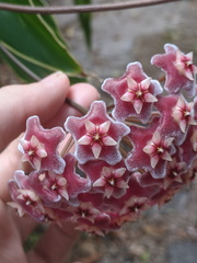 Hoya pubicalyx