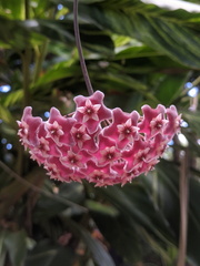 Hoya pubicalyx