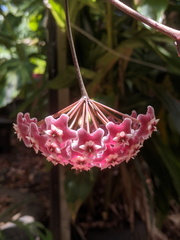 Hoya pubicalyx