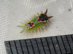 Doratifera oxleyi