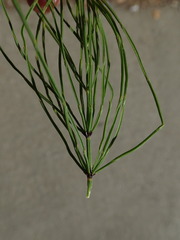 Equisetum arvense