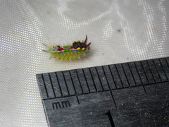 Doratifera oxleyi