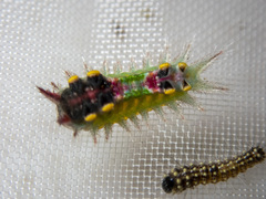 Doratifera oxleyi