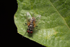 Parasitiformes