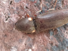 Deilelater physoderus