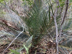 Macrozamia serpentina