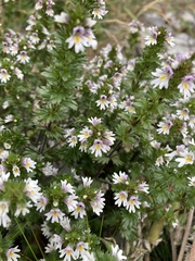 Euphrasia frigida